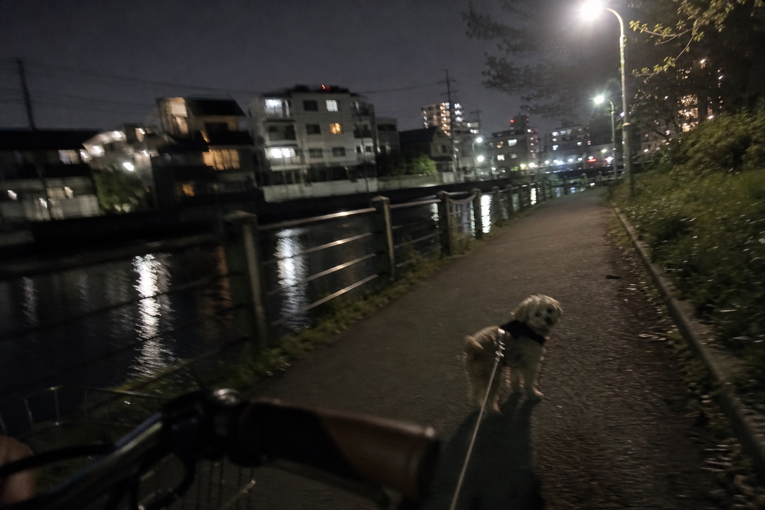 夜の小名木川、自転車を押して歩いてたら犬に何回も振り返られた